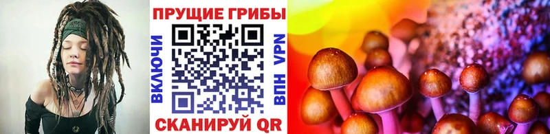 купить наркоту  Кемь  Галлюциногенные грибы Psilocybe 